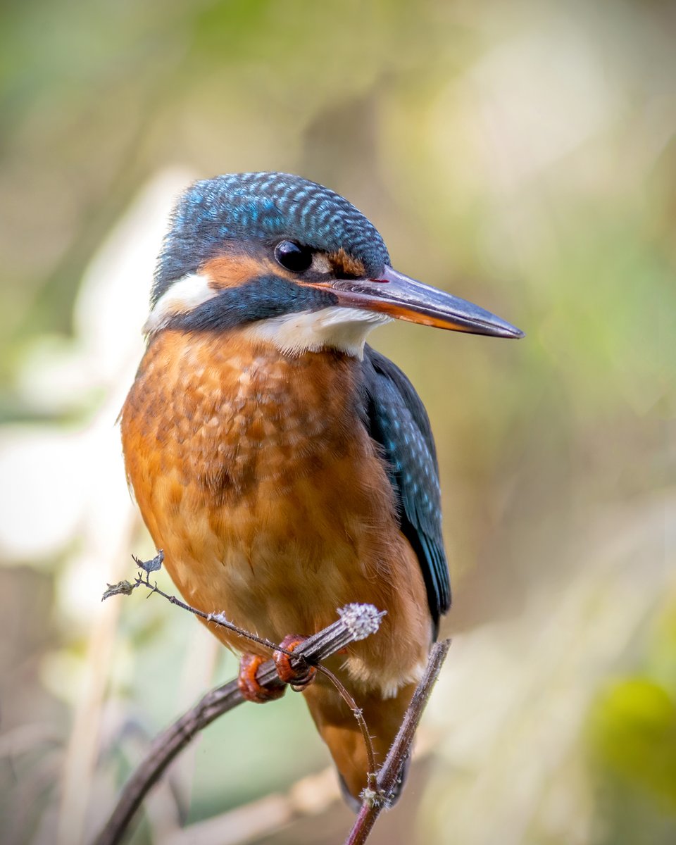 Photographed this lovely #kingfisher today.. river #tyne @kingfisherworld #kingfisher @BirdwatchNEast @BBCSpringwatch @WildlifeMag @NorthWildlife #rivertyne #tyne #northumberland @BirdwatchNEast