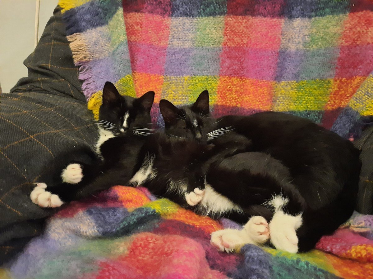 DeirdreQuaid's tweet photo. @roryreckons I really needed to see this today 💗 my two cats died within 7 weeks of each other, Chups in July from FIP, and Fish in September, she was hit by a car. My grief can feel as fresh and powerful as it did on the day they died. I miss them so much. They were my angels 🐈‍⬛💗🐈‍⬛ https://t.co/k7hmKyfp7k