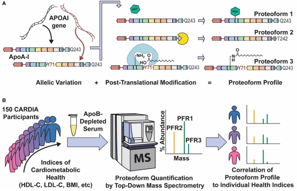 John T Wilkins, MD (@jtwilkinsmd) on Twitter photo #Proteoform level characterization of human apolipoproteins will improve insight into the complex pathways through which proteins signify and mediate cardiometabolic health and disease. #cardiotwitter #prevention #cardiology <a href="/dmljmd/">Don Lloyd-Jones</a> <a href="/NLKProteomics/">Neil Kelleher</a> ahajournals.org/doi/10.1161/JA… #Proteoform level characterization of human apolipoproteins will improve insight into the complex pathways through which proteins signify and mediate cardiometabolic health and disease. #cardiotwitter #prevention #cardiology <a href="/dmljmd/">Don Lloyd-Jones</a> <a href="/NLKProteomics/">Neil Kelleher</a> ahajournals.org/doi/10.1161/JA…