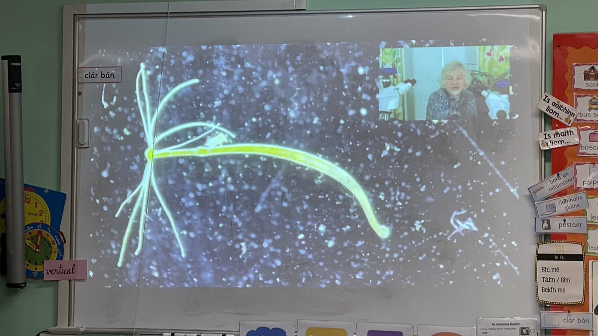TwoMileCNS's tweet photo. There were squeals of delight and disquiet at times during our fascinating #InvisibleWorlds workshop exploring microscopic organisms with @martyjopson @scienceirel @DPSM_Activities
#ScienceWeek2021 #ScienceWeek
*pictured a Hydra and a common house spider https://t.co/c1bvHcSxe5