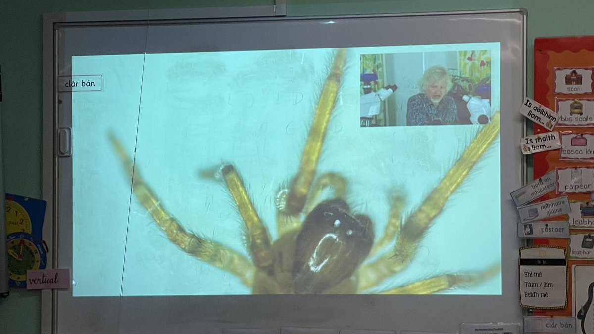TwoMileCNS's tweet photo. There were squeals of delight and disquiet at times during our fascinating #InvisibleWorlds workshop exploring microscopic organisms with @martyjopson @scienceirel @DPSM_Activities
#ScienceWeek2021 #ScienceWeek
*pictured a Hydra and a common house spider https://t.co/c1bvHcSxe5