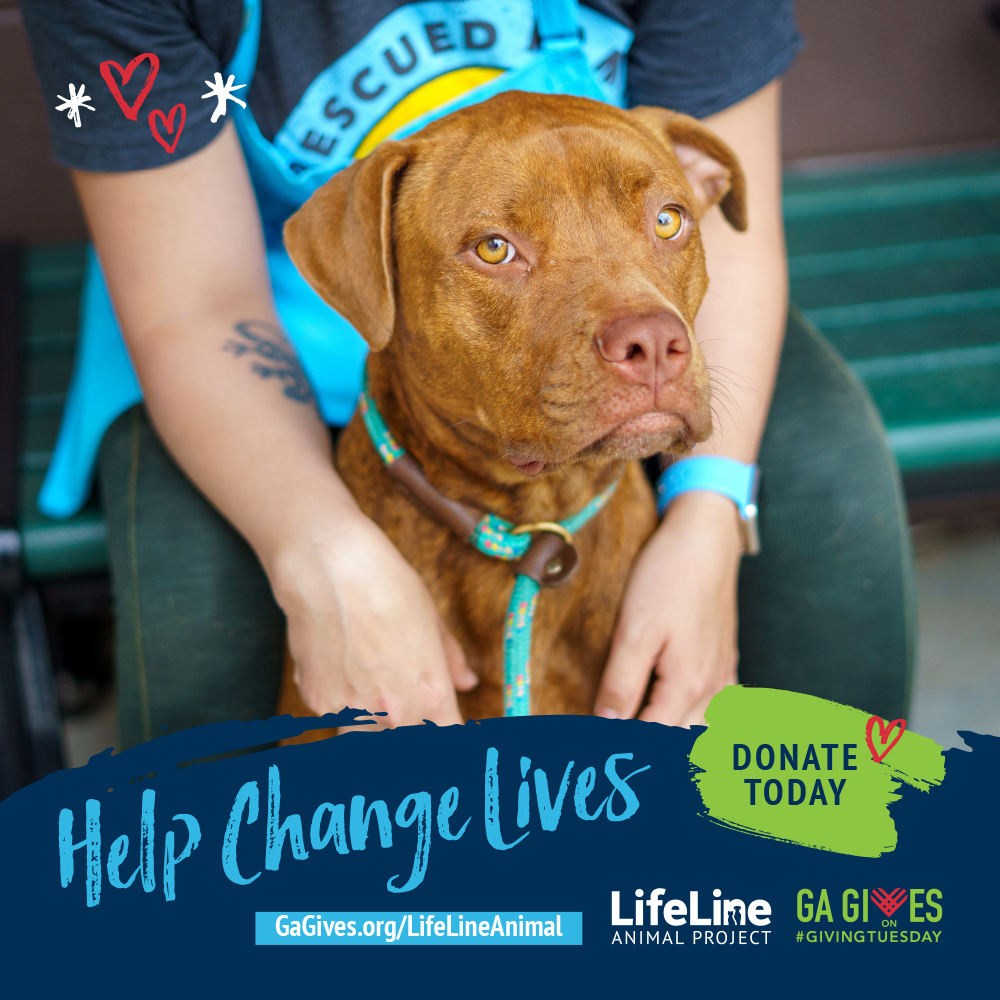 lifelineanimal's tweet photo. Georgia Gives Day on #GivingTuesday is right around the corner! This year, #HelpChangeLives by donating to LifeLine. Your support helps Atlanta’s animals in our shelters and community and helps pets stay with the families who love them. Donate early at https://t.co/Lgp3DXEpk1. https://t.co/IwcqitLHOg