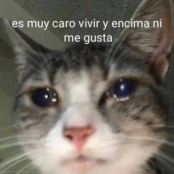 gatitos shitposting (@gatito_shitpost) on Twitter photo 
