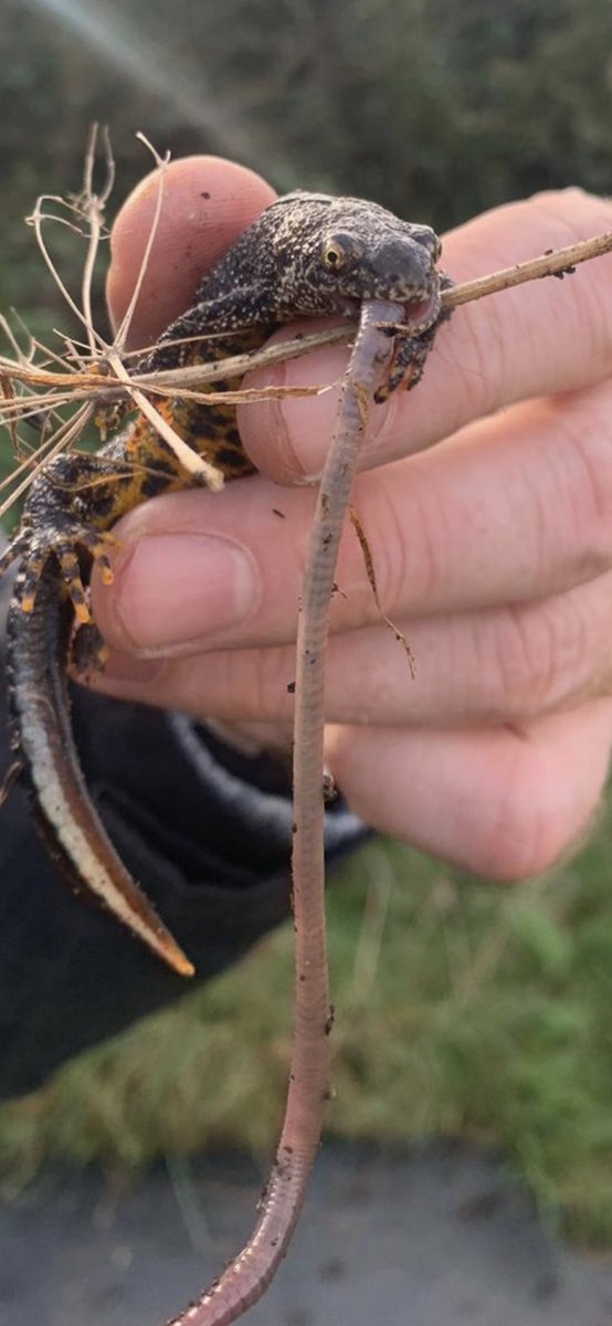 Murphlemurph's tweet photo. Nature getting a little red in tooth & claw in this weeks #NatureConnections group this week #IIRMS #OccupationalTherapy https://t.co/stFUFT9spt