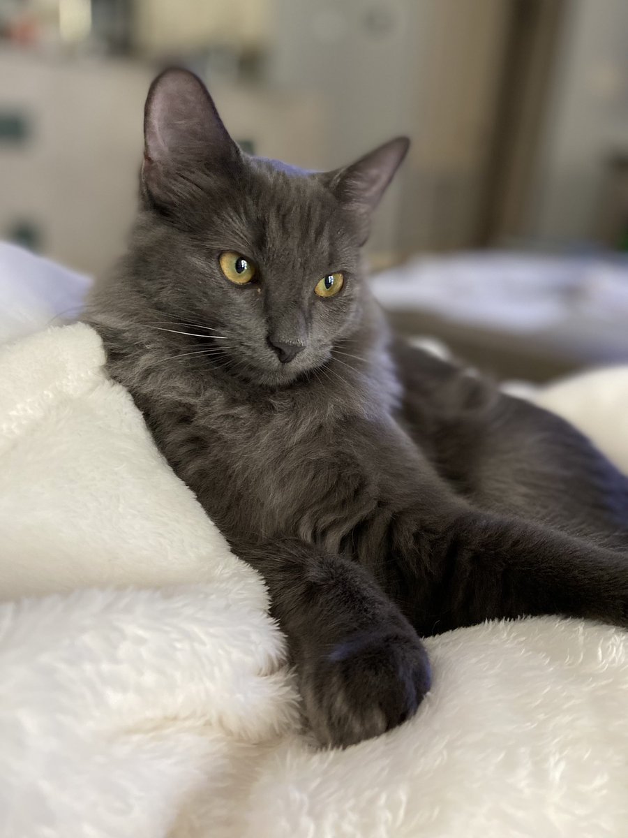 sierramohammed's tweet photo. Nick took this picture of Puck today and I’m obsessed https://t.co/FJFEgV1dY6