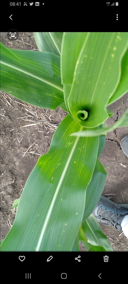 ialbanese_uy's tweet photo. Entrando con insecticida... qué momento para Wuxal Zinc. !!
@Maisor_Agro https://t.co/i8nL5mDIJA
