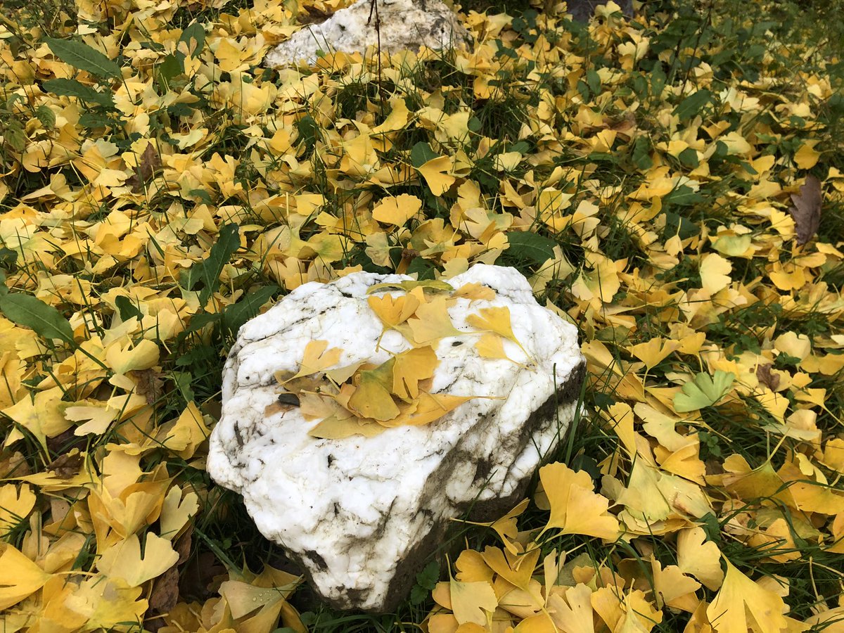 NaturalSalena's tweet photo. I have had a gorgeous afternoon collecting Ginkgo leaves. Now is the perfect time to collect the leaves as they are golden and the medicine is ripe.
#ginkgo #selfsufficientherbalism #selfsufficientherbalist #medicinemiles #makeyourownmedicine #treemedicine https://t.co/7GTSU46b0p