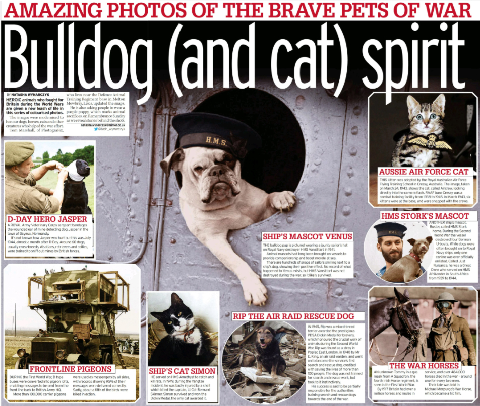 PhotograFixUK's tweet photo. My latest project features in today's @DailyMirror
Read my blog here:
https://t.co/SG9YqLBH4S
Buy a Purple Poppy here:
https://t.co/wLVkpaPWq3
#ww1 #ww2 #colourised #colorized #history #animals #heroes #dogs #cats #horses #pigeons #PhotograFix #PurplePoppy https://t.co/VVC48Tm1SX