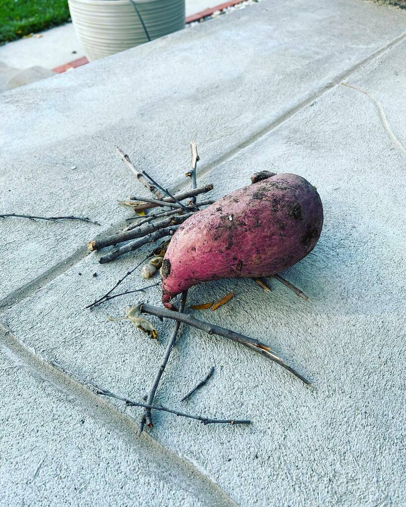 p_check's tweet photo. I cleared out the dead potato vines from the porch planters this week. All summer I’ve been explaining to the kids there are 🥔 in the dirt. After digging out of the planters, I left one on the porch steps, next to the pile of sticks the kids had arra… https://t.co/AR9XI4itjM https://t.co/Nu1kbVwZe3