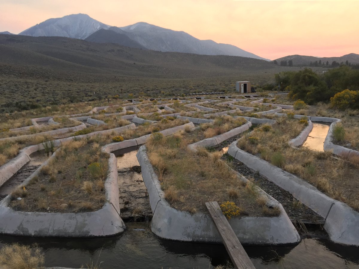 Parsa Saffarinia tweet media