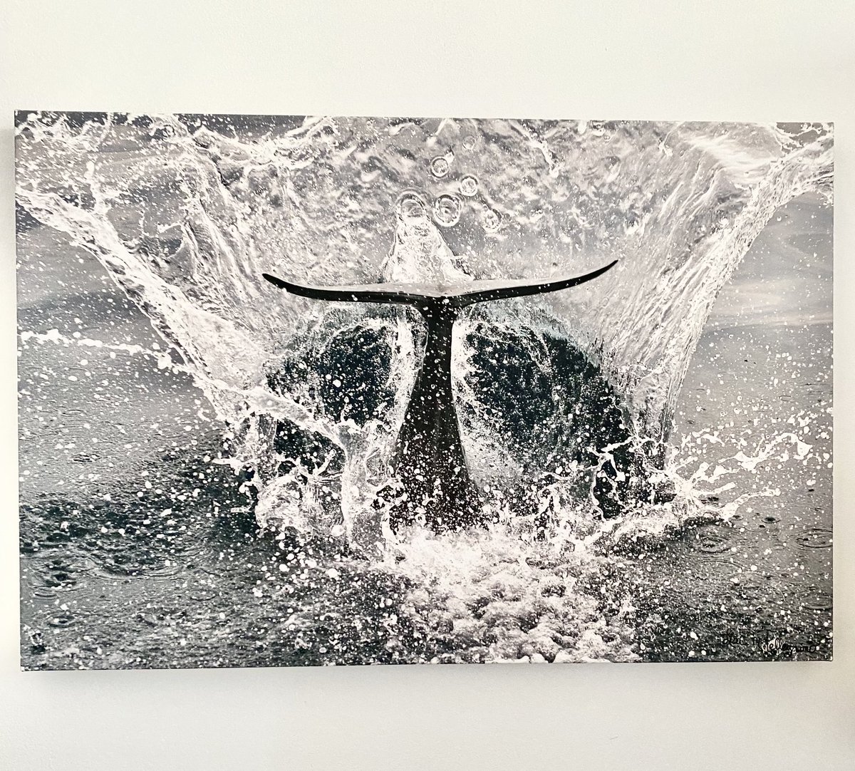shotziepix's tweet photo. New artwork ready to ship
Made it the USA no delivery delays #MadeintheUSA #artwork #ArtistOnTwitter #whalestale #destination #photography #photographer #420Life @triptipedia @ThePerezHilton @AlamyContent @SeaWorld @OurOcean @peta @SSofWhales #followme @shotziepix @thatsoanna https://t.co/rpO3eSAebq