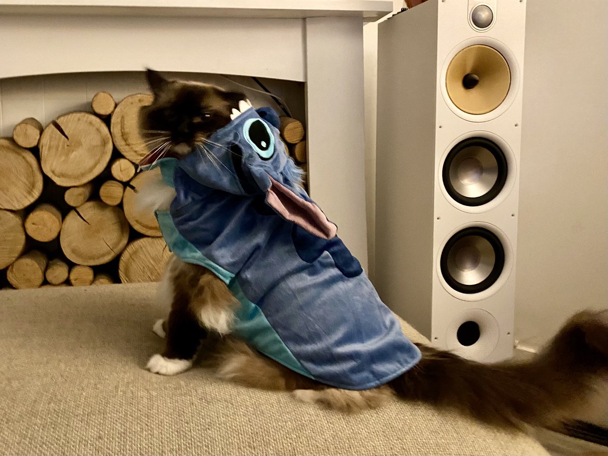 LittleMiaMeow's tweet photo. Heads will roll! #CatsOfTwitter #cats https://t.co/YLP0OOIqeI
