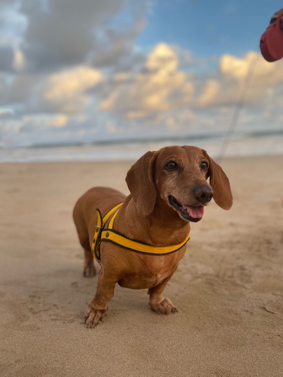 davidsilvaxs's tweet photo. levando meu bebê pra passear na praia 🏖 
@salsichinhas https://t.co/8TQ98uzhoO