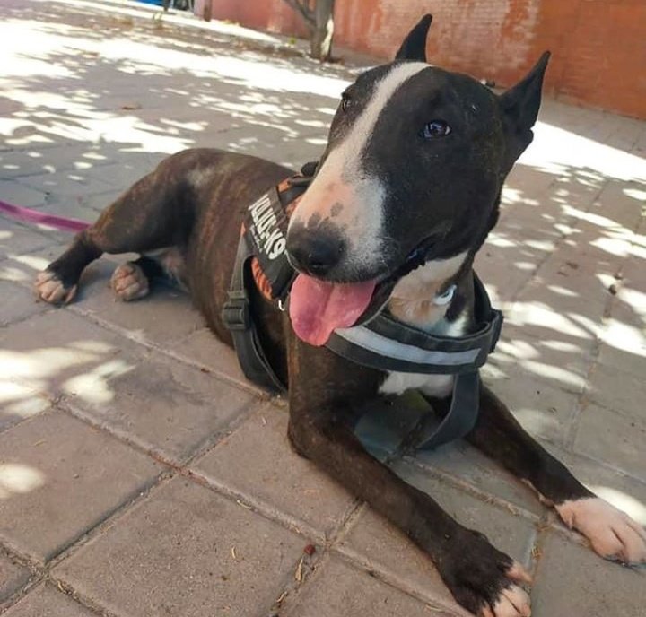 Life4pitbullsM's tweet photo. THELMA mini Bull 🐶 de 16 kg 

"Necesito una familia con experiencia 🧠 y que le gusten las chicas tozudas 😈

Tendría que ser hija única al principio pero podría llegar a convivir con perros 🐶, necesito estabilidad y tener buenas rutinas!"

#adopta #difubde #rt https://t.co/679VY2PG4i