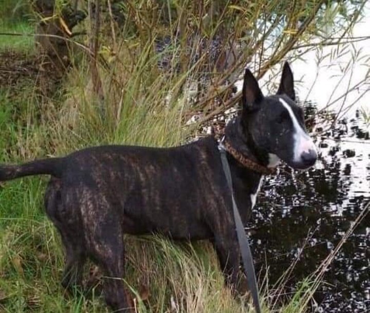 Life4pitbullsM's tweet photo. THELMA mini Bull 🐶 de 16 kg 

"Necesito una familia con experiencia 🧠 y que le gusten las chicas tozudas 😈

Tendría que ser hija única al principio pero podría llegar a convivir con perros 🐶, necesito estabilidad y tener buenas rutinas!"

#adopta #difubde #rt https://t.co/679VY2PG4i