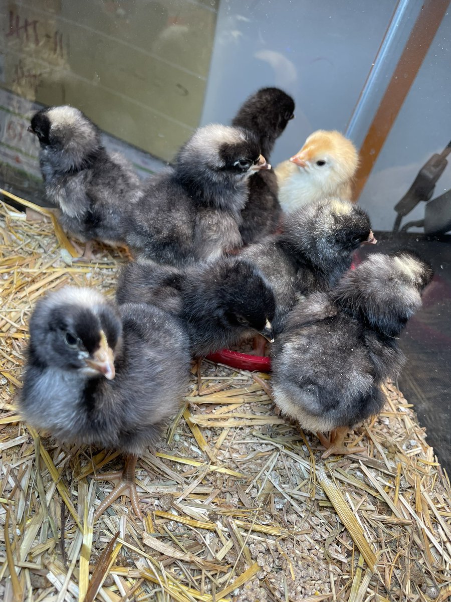 Amanda1nm's tweet photo. We got 🐣!  @SRC_CyFairISD https://t.co/EwsGB27yZE