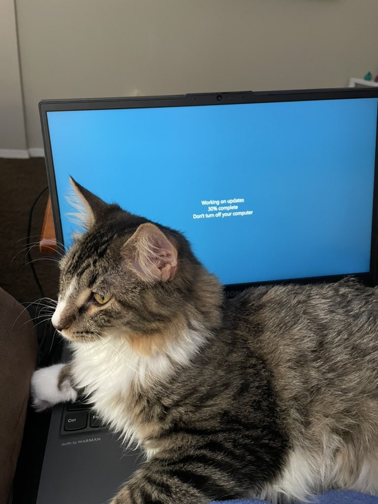 Finchy_boy17's tweet photo. Dad bought me the most expensive cat bed!! Thanks @Lenovo https://t.co/046P1P16PO