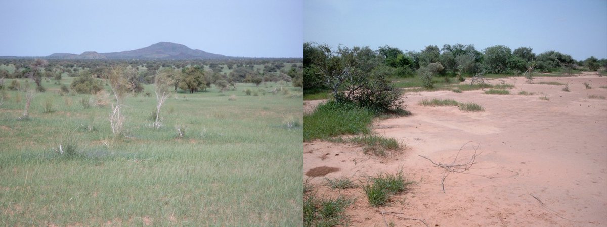 BirdsMove's tweet photo. Have you ever wondered how #Whitestorks wintering sites look like?
The wintering sites of our GPS-tagged migratory storks usually cover areas of agro-forestry-pastoral systems that can range from Senegal to Niger. https://t.co/aEgP47QWib
