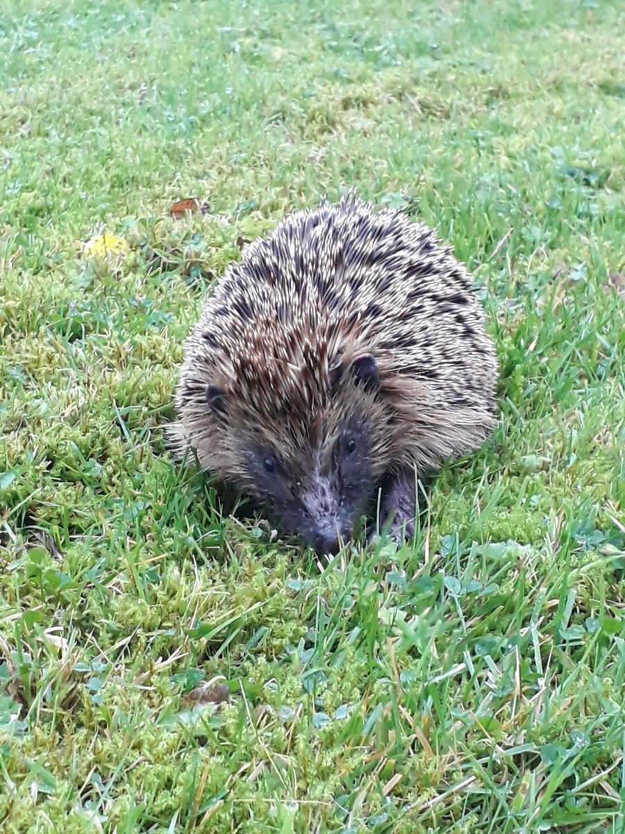 This hedgehog has spent the afternoon in the same part of garden. Looks in good condition but I'm not familiar with hedgehogs, we see very little of them. Has eaten some dog nuts I put out for it. 
Should I be concerned it appears to be hanging around?
#WestCork