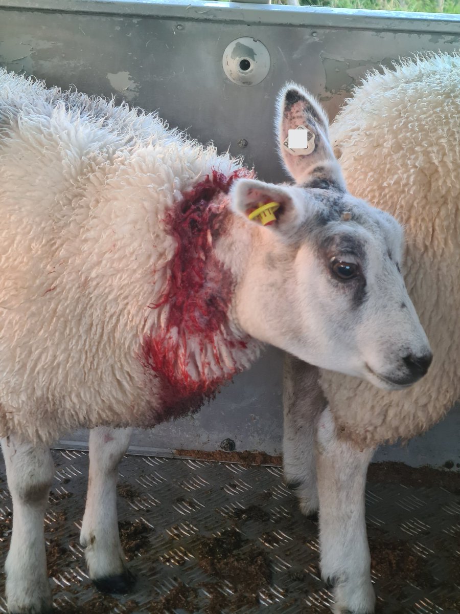 ElenGwen's tweet photo. Bill from the vets came today. £396 worth of damage on 2 lambs, which are still not 100% and probably wont be, due to a dog attack. No sign of dog or owner. 

KEEP YOUR DOG ON A LEAD AROUD LIVESTOCK!

Thank you @NFUCymru @NFUtweets for the signs, hope people will take notice!! https://t.co/QYiEnBIGht