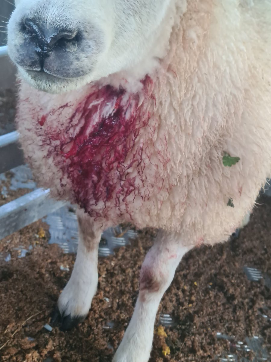 ElenGwen's tweet photo. Bill from the vets came today. £396 worth of damage on 2 lambs, which are still not 100% and probably wont be, due to a dog attack. No sign of dog or owner. 

KEEP YOUR DOG ON A LEAD AROUD LIVESTOCK!

Thank you @NFUCymru @NFUtweets for the signs, hope people will take notice!! https://t.co/QYiEnBIGht