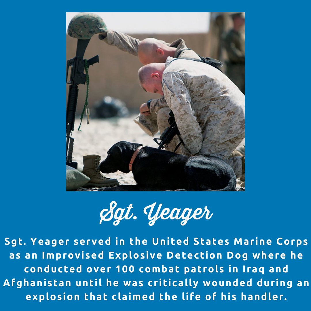 Today we honor those who served! 🇺🇸 Stop by any location today and $1 from every transaction will benefit Project K-9 Hero 🐶 🍻