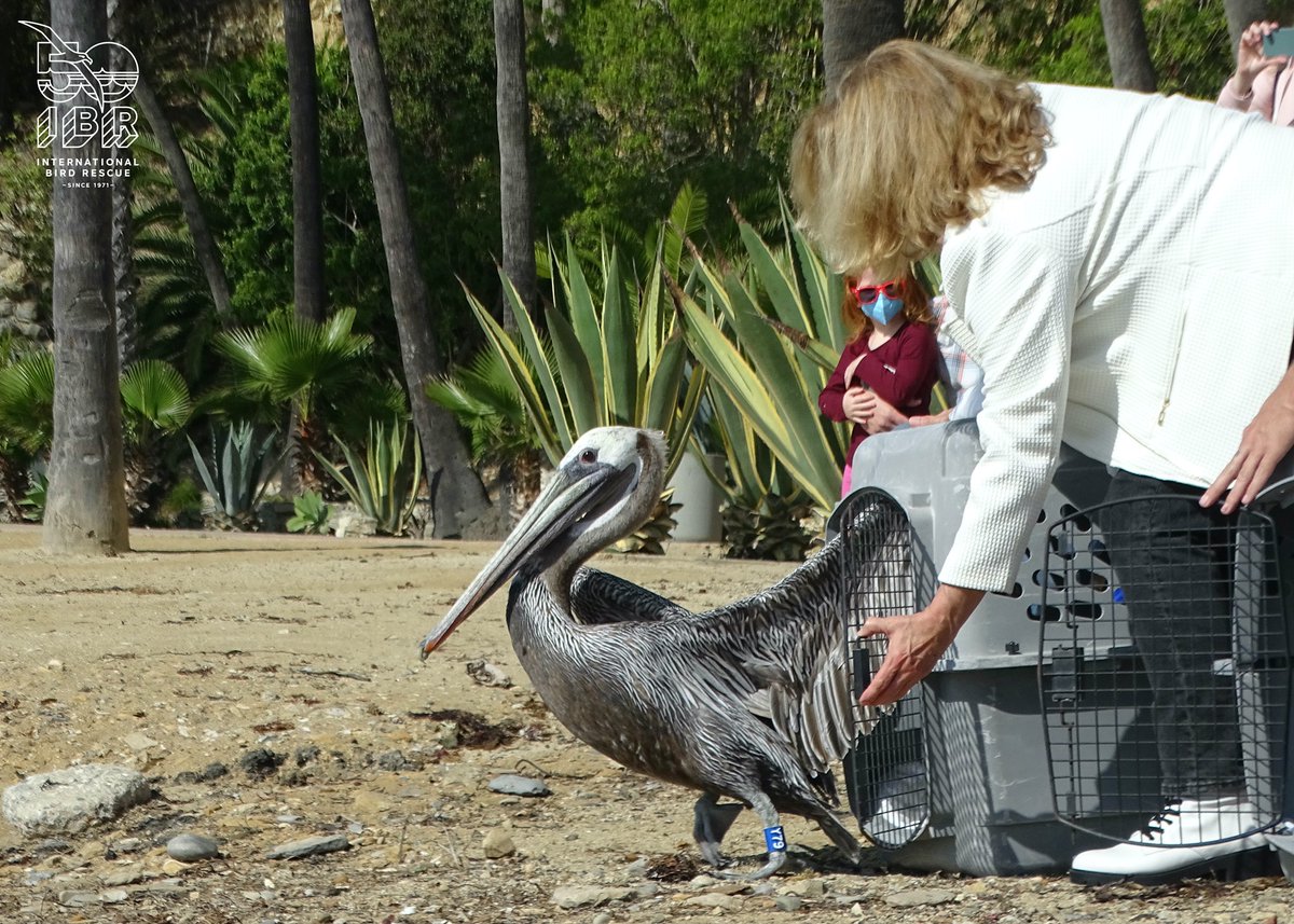 IntBirdRescue's tweet photo. Magical releases: Brown Pelican Y79 (&amp; Y78) return to the wild: Thanks again to @portoflongbeach who helped us so much in 2021 – including jumping in to support our efforts at July Elegant Tern rescue in Long Beach Harbor. https://t.co/1a804R8tp6