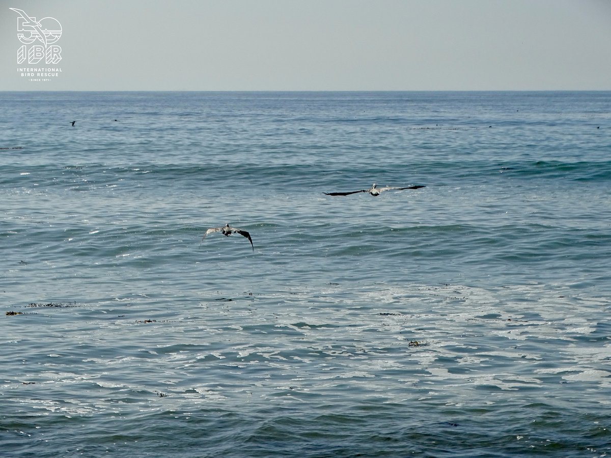 IntBirdRescue's tweet photo. Magical releases: Brown Pelican Y79 (&amp; Y78) return to the wild: Thanks again to @portoflongbeach who helped us so much in 2021 – including jumping in to support our efforts at July Elegant Tern rescue in Long Beach Harbor. https://t.co/1a804R8tp6