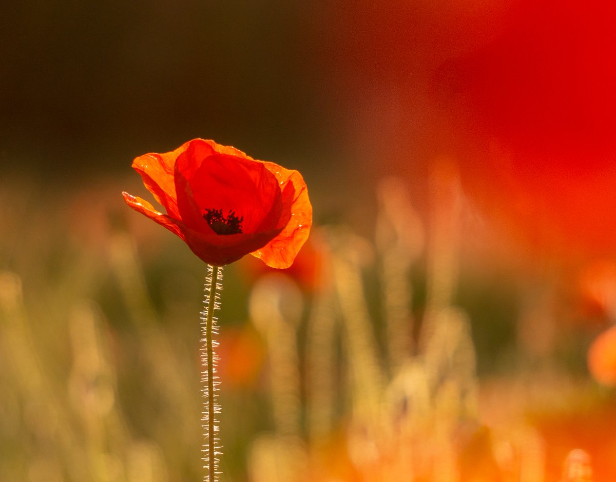 They shall grow not old, as we that are left grow old: 
Age shall not weary them, nor the years condemn.
At the going down of the sun and in the morning
We will remember them.

#RemembranceSunday