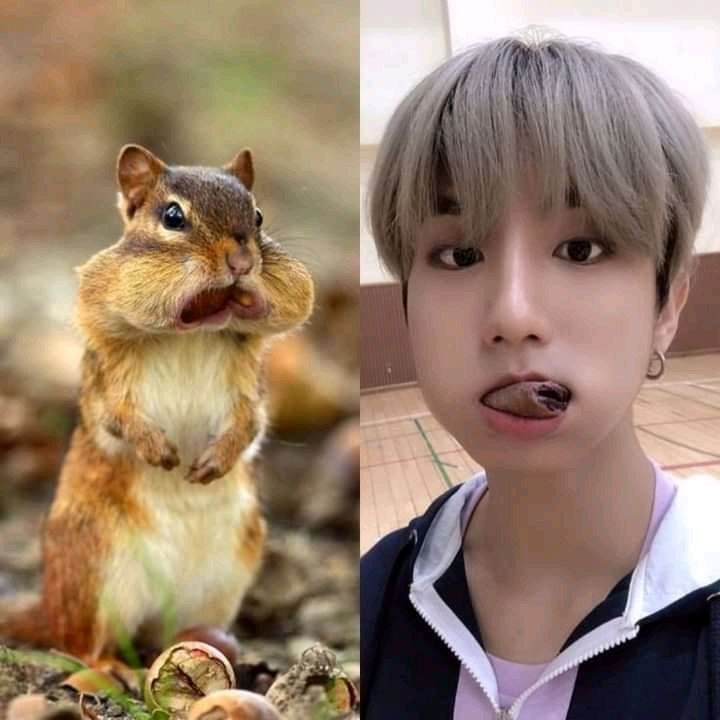 тамара михеева бельчонок тинки книга. обложка книги бельчонок робин скок или рыжий храбрец. тамара михеева. бельчонок робин скок, или рыжий храбрец антун крингс книга. бельчонок.