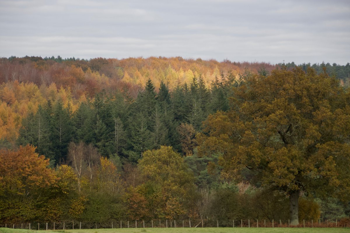jayashworth2's tweet photo. Driving to and from work is such a treat at the moment!
#AutumnLeaves #Autumn @highweald @WoodlandTrust #Penhurst #EastSussex https://t.co/ZKxfWRJSDp