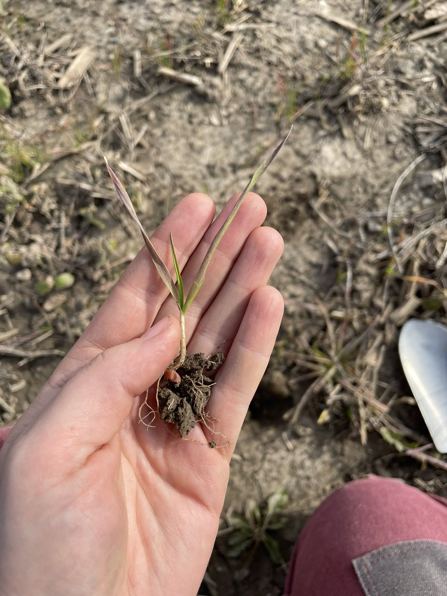 Lots of brown/purple wheat between tile runs this fall. We assessed some fields after a few days of drier weather and things definitely look better up close than from afar. We are a long way from spring but we will stay cautiously optimistic!
