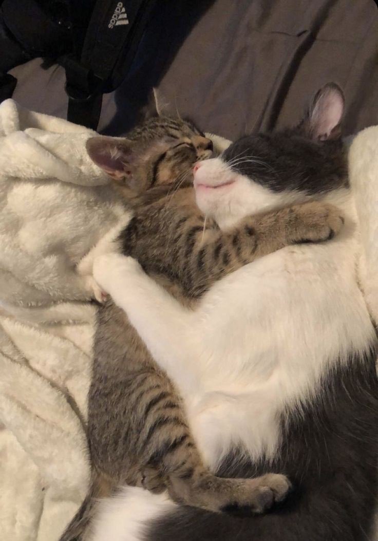 Obsessed with cats (@catssobsessed) on Twitter photo 