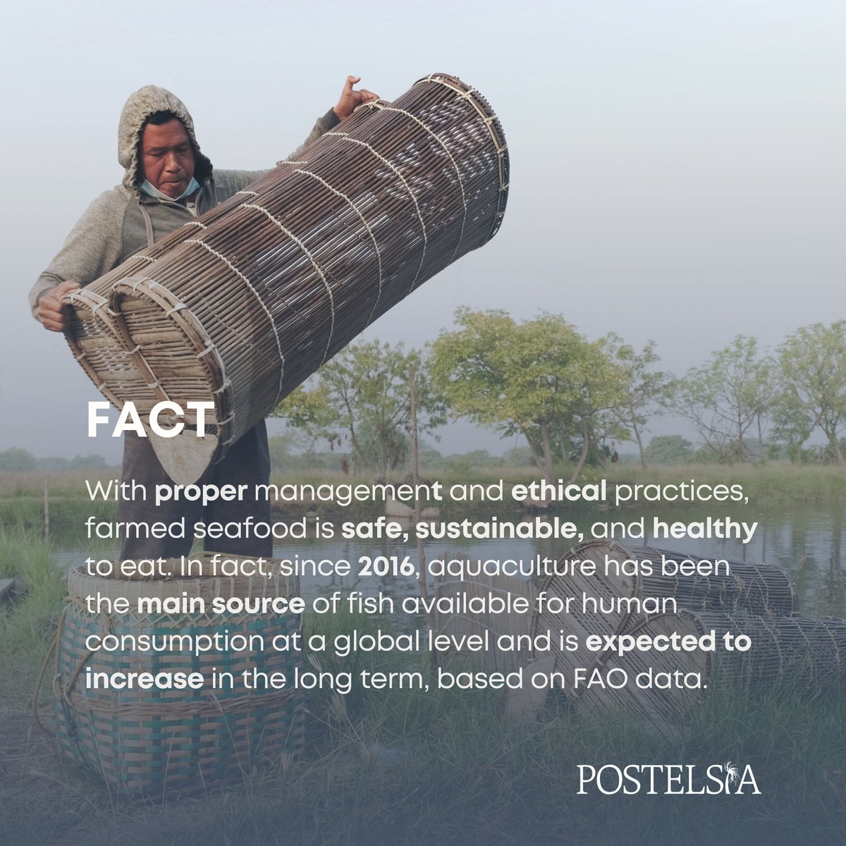 _Postelsia's tweet photo. Our ocean is an important source of food globally, but when it comes to seafood, there are some common misconceptions that persist. We want to debunk some of these myths and help straighten out some misleading information. Check it out below.⬇️⬇️

https://t.co/eYZ3fdZaHE https://t.co/XPyAZpWYWY
