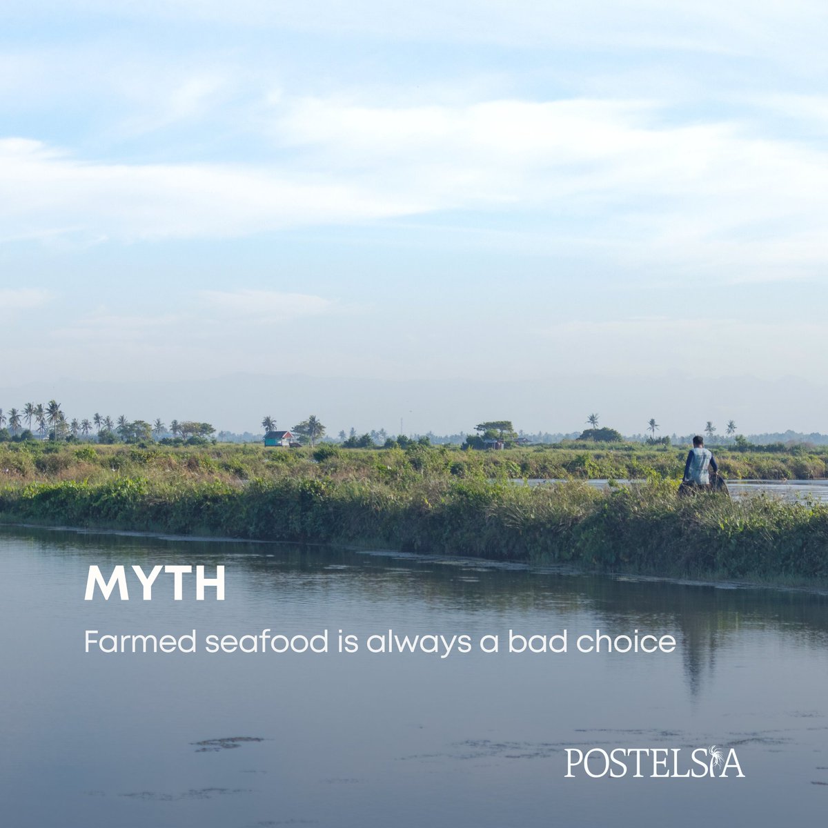 _Postelsia's tweet photo. Our ocean is an important source of food globally, but when it comes to seafood, there are some common misconceptions that persist. We want to debunk some of these myths and help straighten out some misleading information. Check it out below.⬇️⬇️

https://t.co/eYZ3fdZaHE https://t.co/XPyAZpWYWY