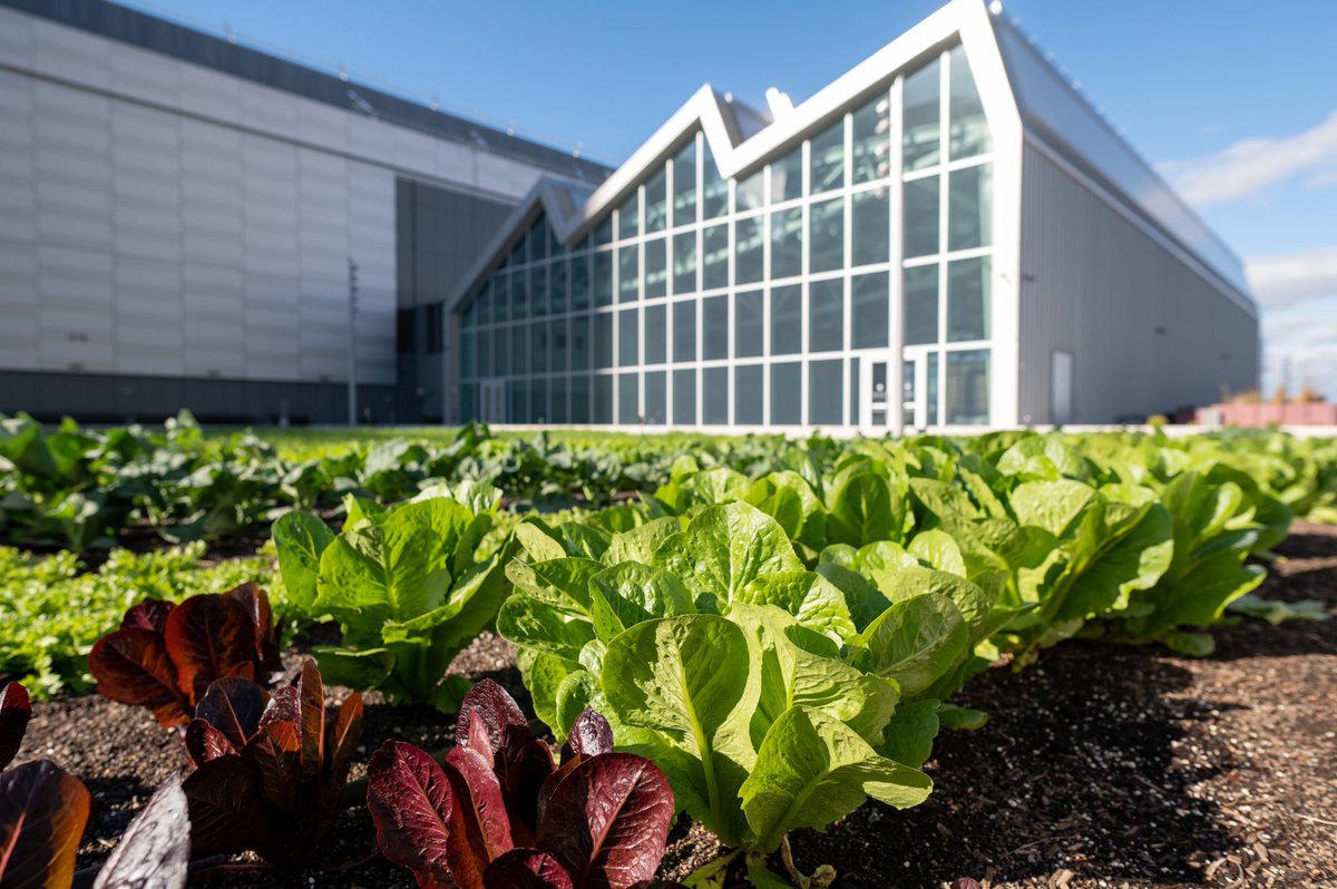 tonysclafani's tweet photo. Watching a one-acre farm grow on our rooftop has become a source of inspiration for our employees & business partners as we reconnect w/ clients, host new events & share impactful ideas that can move our economy forward. #farmlife https://t.co/6FvlYbrCB6