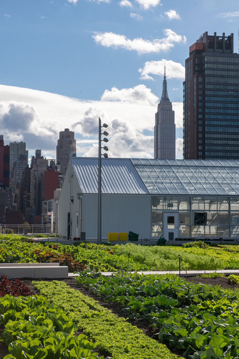 tonysclafani's tweet photo. Watching a one-acre farm grow on our rooftop has become a source of inspiration for our employees & business partners as we reconnect w/ clients, host new events & share impactful ideas that can move our economy forward. #farmlife https://t.co/6FvlYbrCB6