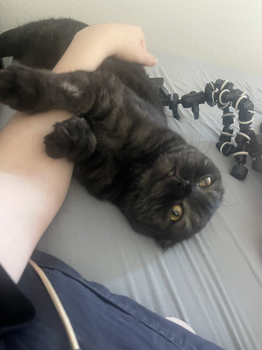 MinxMore's tweet photo. he clings to me like a sloth https://t.co/RLGWlksQZC