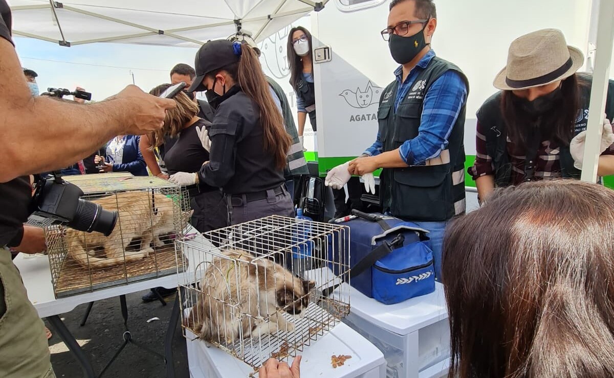 BeAnimalHeroes tweet picture