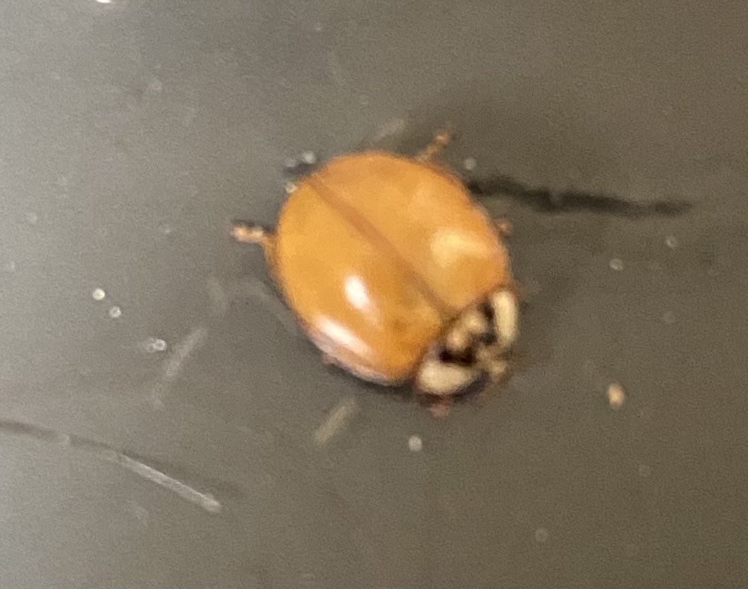 TinyApplePress's tweet photo. Just had a mini panic attack when this guy got stuck in my hair. Don’t worry. We’re both doing fine! https://t.co/4h20OnvKNw