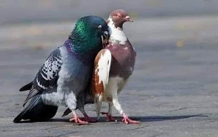 ماذا قال لها حتى وقفت شامخة هكذا ؟ أخبروني فأنا لا أفهم لغة الطيور !!