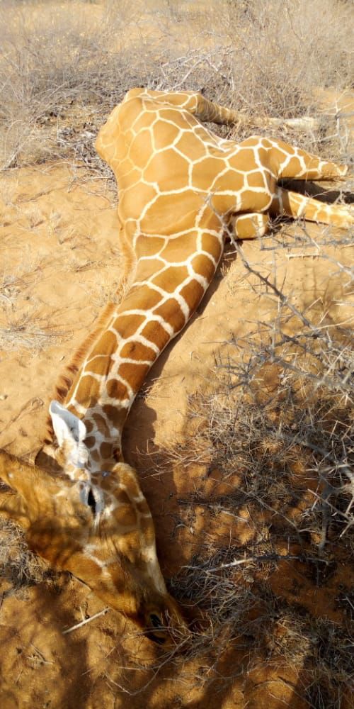 MrMashette's tweet photo. The saddest view,such a gem. It's high time we conserve our environment to protect the habitat of wildlife. #SomeoneTellCop26 https://t.co/OGKZa4kohN