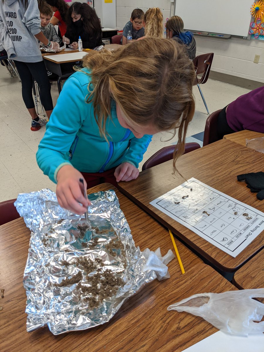 watsnuwithu's tweet photo. Dissecting owl pellets in Science, today. Her expression is priceless!
@MurraySchools https://t.co/GTqTb27lYe