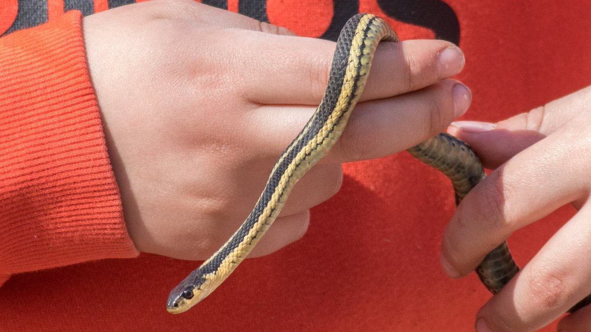 Students at <a href="/CHEO/">CHEO Ottawa</a> explored the <a href="/OCDSB/">OCDSB</a> 502 acre classroom virtually with <a href="/OCDSBoec/">OCDSB Outdoor Centres</a> educators. They were excited to observe garter snakes, salamanders, chickadees and a mysterious pile of larvae. They had so many great questions &amp; had fun acting like squirrels! <a href="/OCDSB_ContEd/">OCDSB ContEd</a>