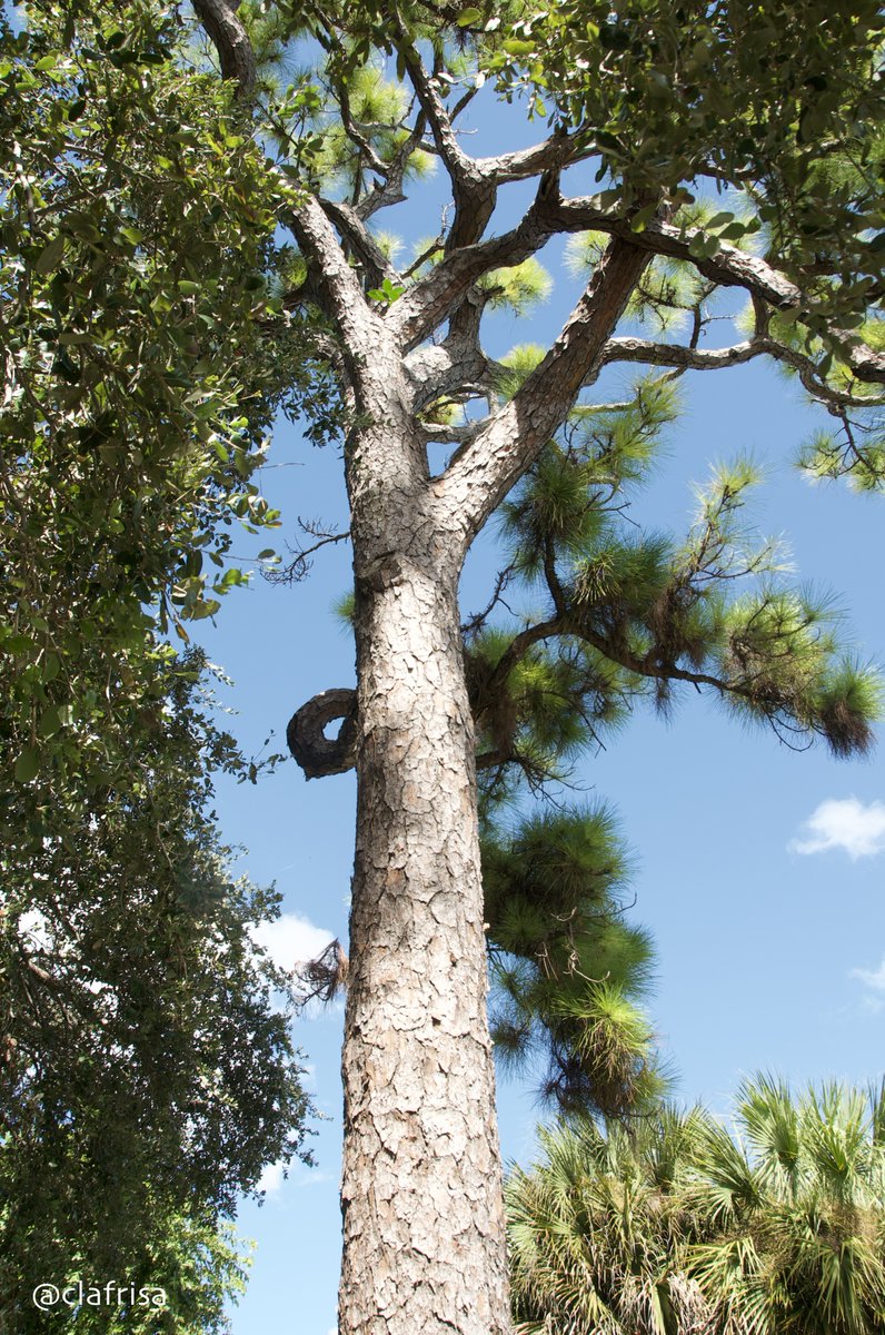 clafrisa's tweet photo. I love the sinuous curves and shapes that some logs make, in this case it's a Slash pine tree and of course is autumn and its cones are falling off
#FlTrees
#TreesFromFlorida.
#MiamiTrees
#PineTree #Autumm ๐๐ https://t.co/TczYX4izNF