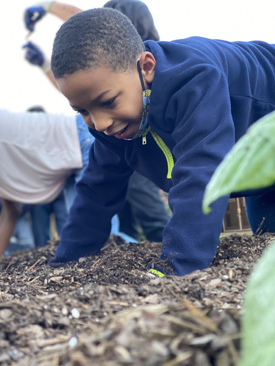 mrskimreysclass's tweet photo. Our class loved getting our hands dirty harvesting some sweet potatoes in our school garden today. 🌱 @HarbisonWestEl https://t.co/XdMilHVHpu