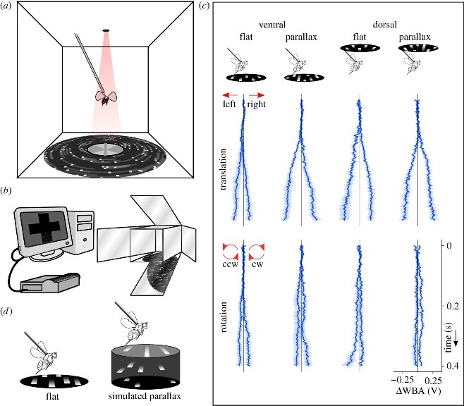 RSocPublishing's tweet photo. Using a virtual flight arena, researchers measured #fruitfly responses to optic flow under certain conditions and found that they perceive depth cues with the ventral region of their eyes #BiologyLetters
https://t.co/7piV3Ze3xu #insectvision #Drosophila https://t.co/VU6qBAAUUz