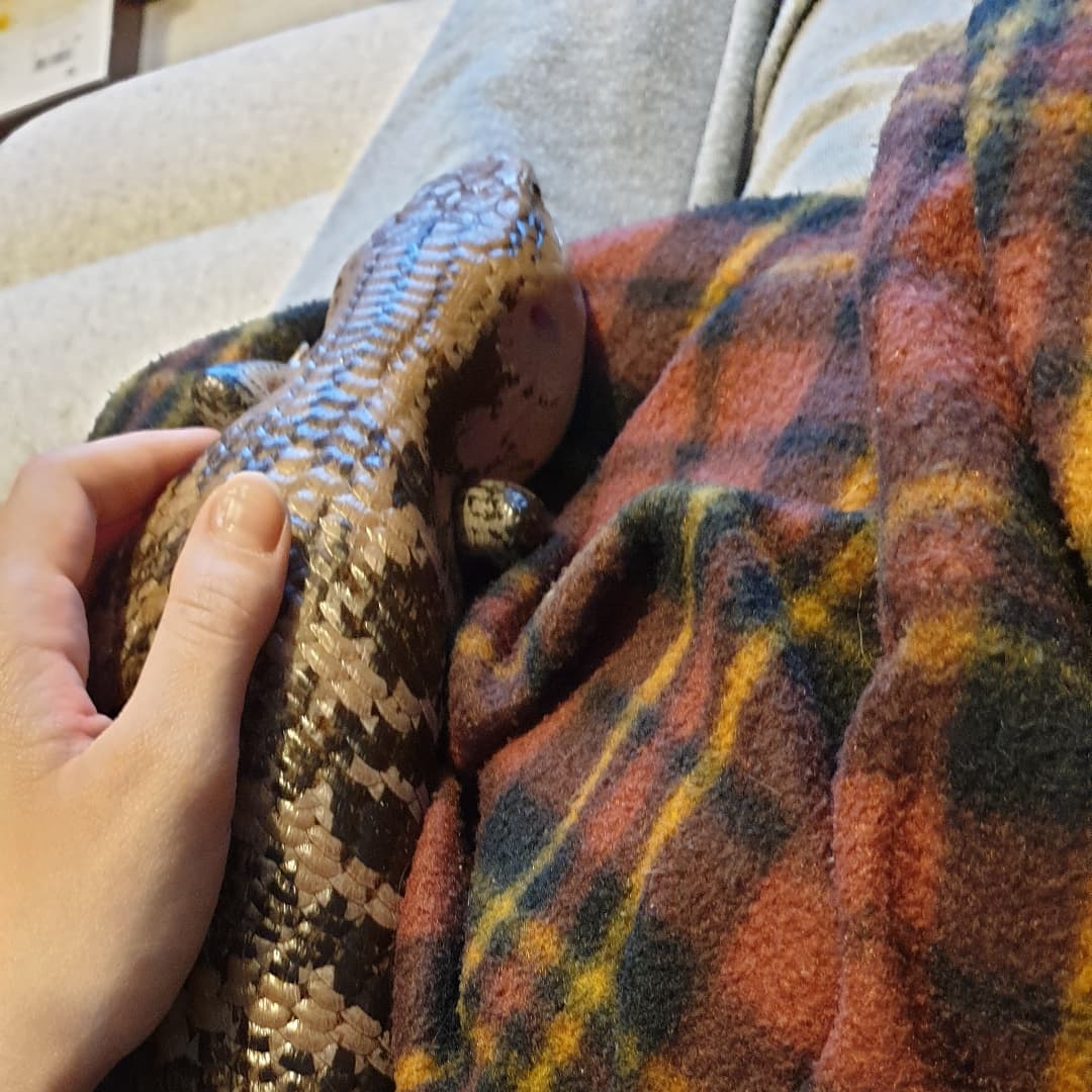SOUVIEBTS's tweet photo. Watching the tv/
Fascinated by it all/
Until I'm asleep
#reptile #bluetongueskink #haiku #reptiles #petpoetry #poem #bioactive #cobblepath #officeskink https://t.co/cPdpcZ9JDq