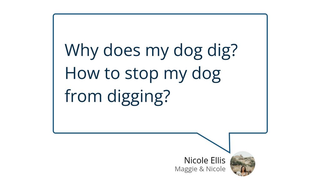 naellis's tweet image. Many dogs simply love to dig, just like some of us love to listen to music – it’s something they enjoy doing.

Read more 👉 lttr.ai/ome9

#diggingdogs #dogdigging #Training