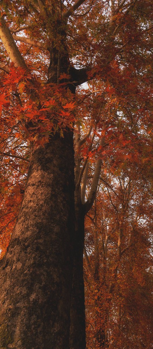 apacheraj's tweet photo. Autumn colors in #Kashmir 
Show your autumn photos here... https://t.co/crsSFKX3Dl